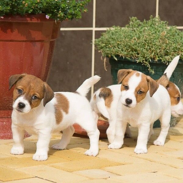 Jack-Russell-Terrier-Welpen