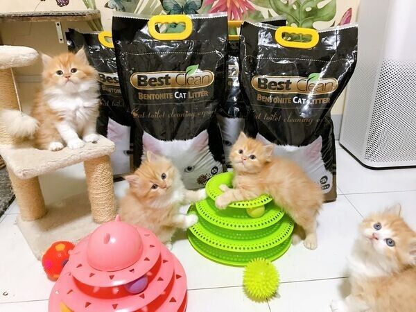 Exotic-Shorthair-Kätzchen