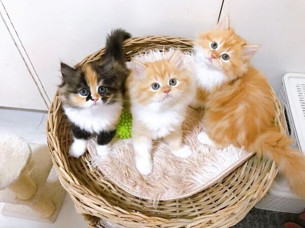 Exotic-Shorthair-Kätzchen