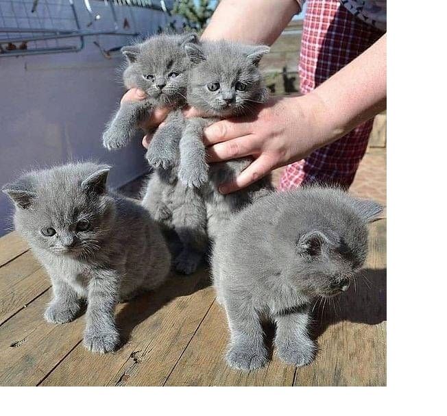 Reinrassige BKH kitten