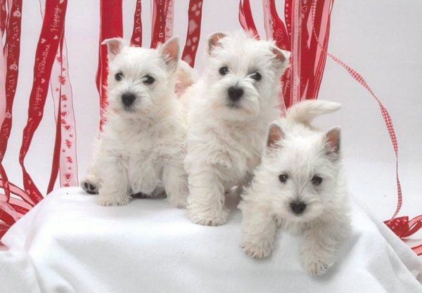 Reinrassige West Highland White Welpen