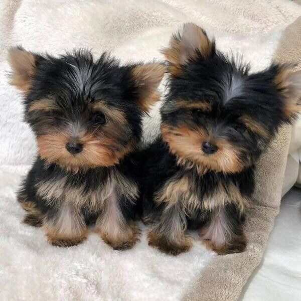 Yorkie-Welpen zu verkaufen.