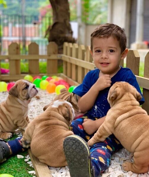 Wunderschöne Englische Bulldoggen-Welpen suchen ein neues Zuhause
