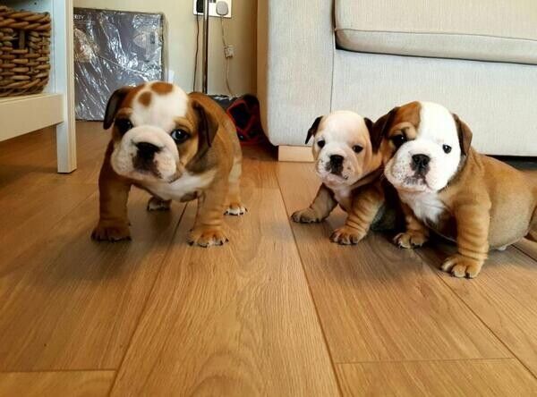 Liebevolle Englische Bulldoggen-Welpen suchen ein neues Zuhause