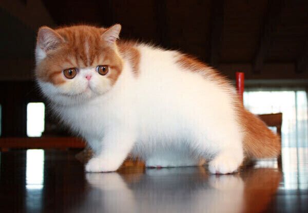 Exotic-Shorthair-Kätzchen suchen ein neues Zuhause