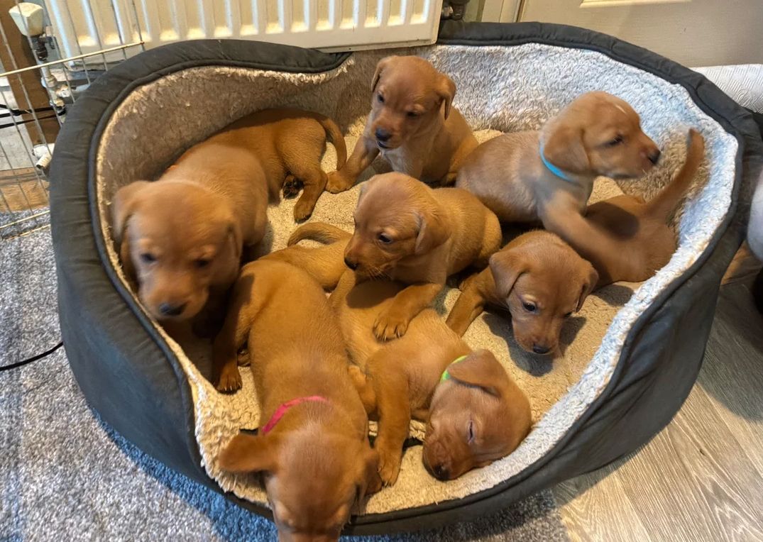 Golden-Labrador-Welpen suchen ein neues Zuhause