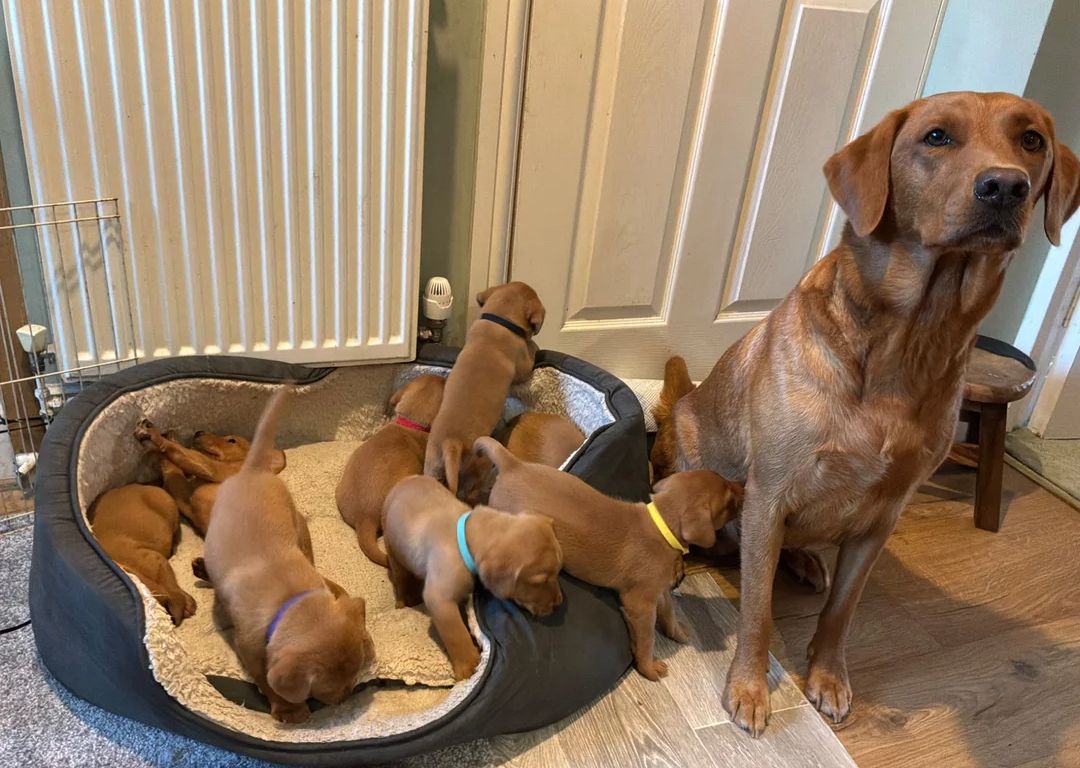 Golden-Labrador-Welpen suchen ein neues Zuhause