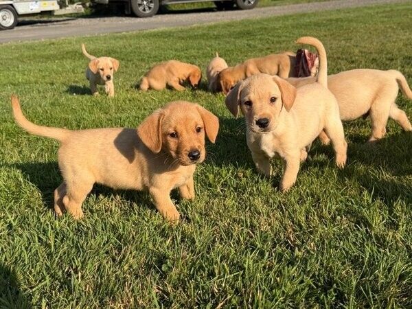 Labrador-Welpen suchen ein neues Zuhause