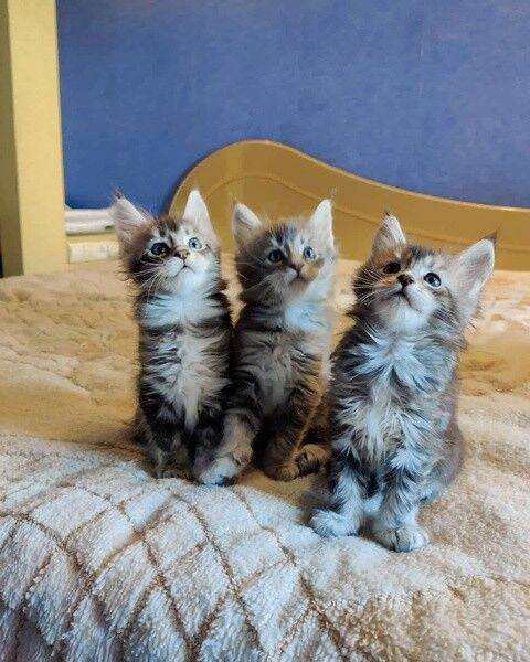 Maine-Coon-Kätzchen suchen ein neues Zuhause