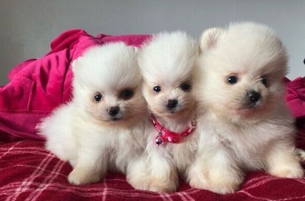 Zwergspitz-Welpen (Pomeranian) suchen ein neues Zuhause