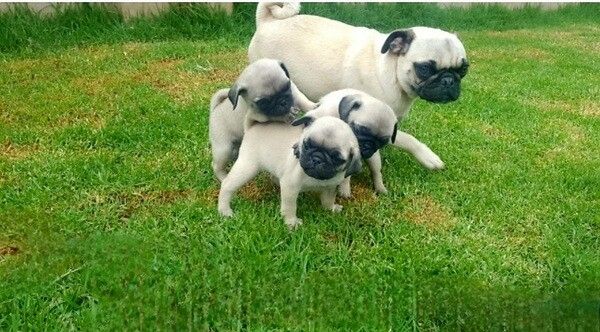 Mops-Welpen suchen ein neues Zuhause