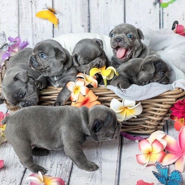 Französische Bulldoggen-Welpen suchen ein neues Zuhause