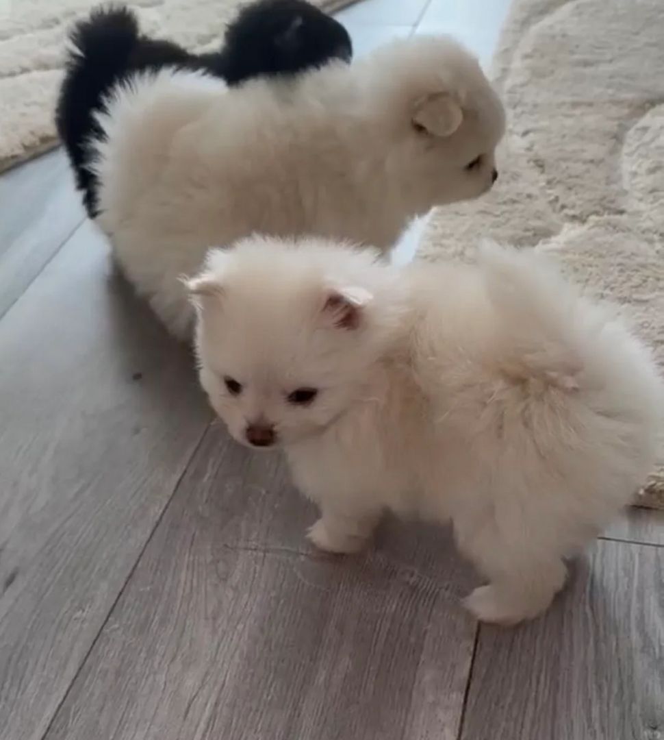 Zwergspitz-Welpen (Pomeranian) suchen ein liebevolles Zuhause.