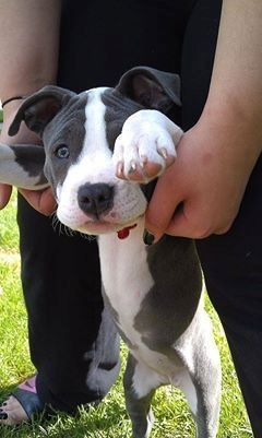 Pit Bull - blue line welpen ...
