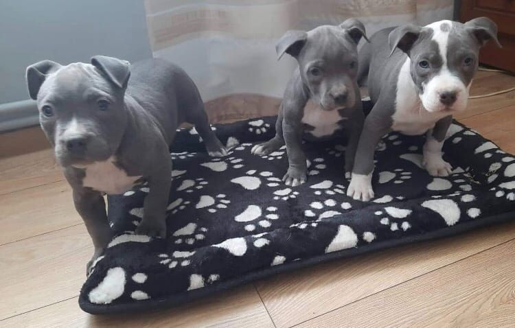 American Blueline Pitbull Welpen