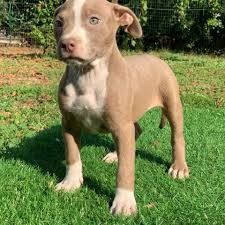 Pit Bull Welpen suchen ab sofort ein liebevolles Zuhause.