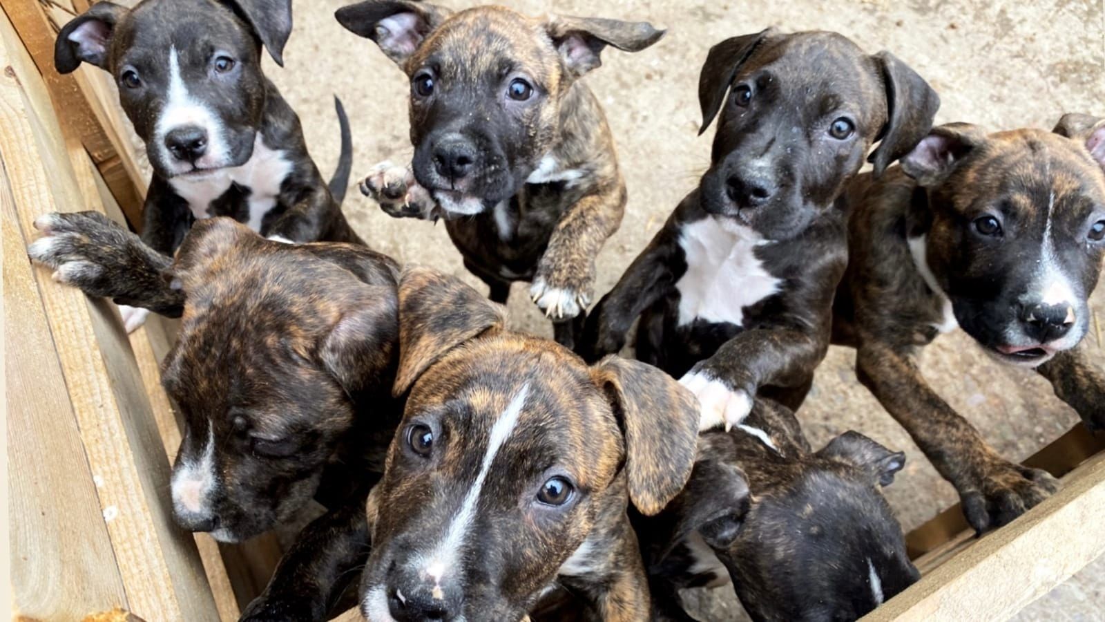 Pit Bull Welpen suchen ab sofort ein liebevolles Zuhause.