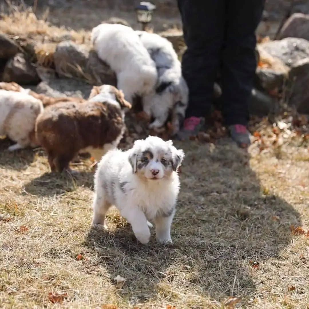 F1-Australian-Shepherd-Welpen