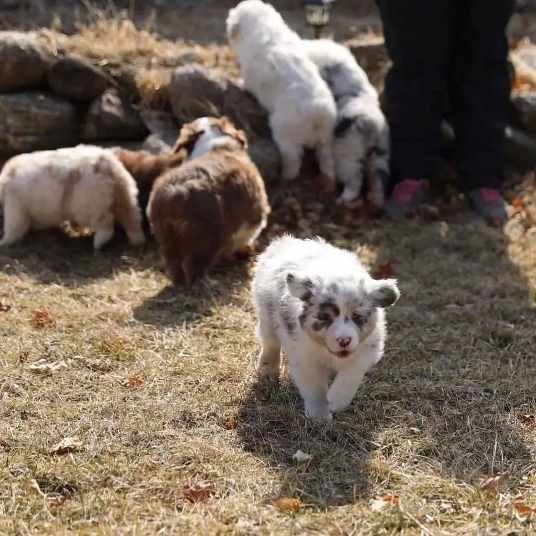 F1-Australian-Shepherd-Welpen