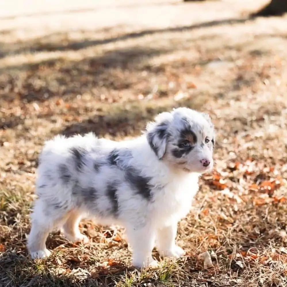 F1-Australian-Shepherd-Welpen