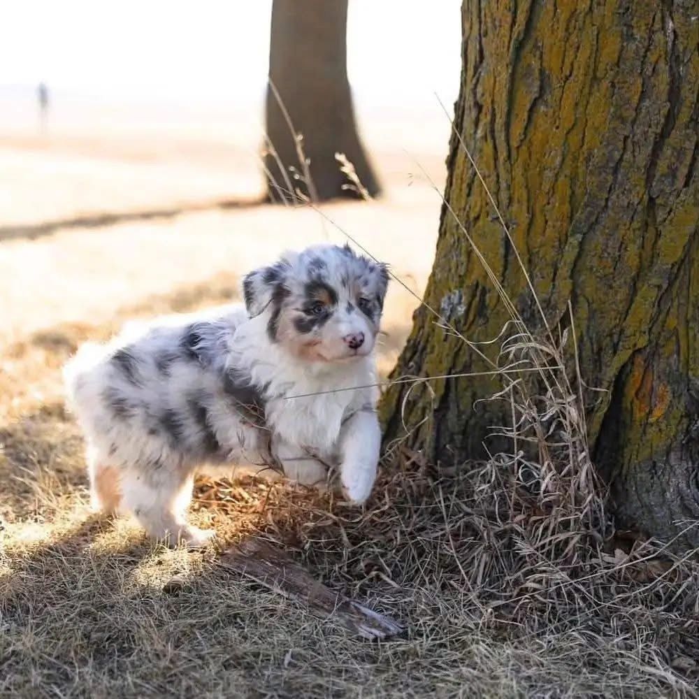 F1-Australian-Shepherd-Welpen