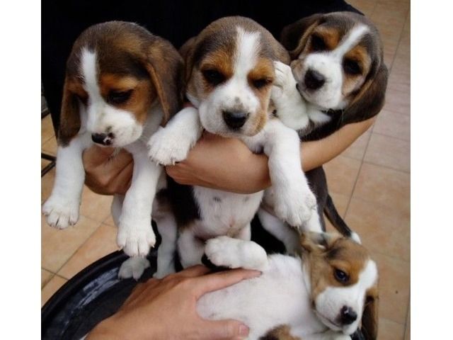 Beagle-Welpen
