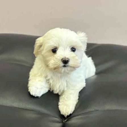 Bezaubernde Malteserwelpen suchen ein liebevolles Zuhause!
