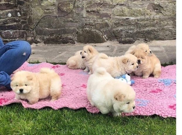 Chow-Chow-Welpen abzugeben