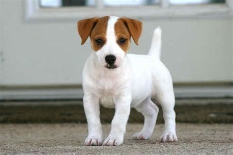 Jack-Russell-Welpen. WhatsApp: +44 7469 456352