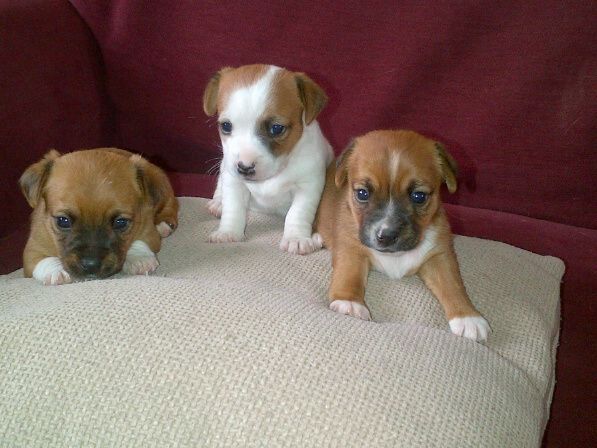 Chihuahua Welpen. WhatsApp: +44 7469 456352