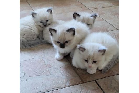 Ragdoll-Katzen-Kätzchen zu verkaufen. WhatsApp: +44 7469 456352