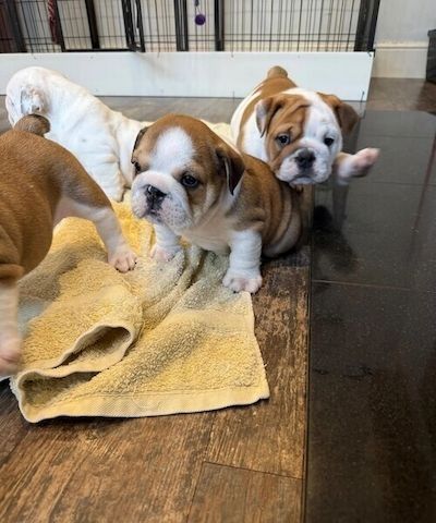 Wunderschöne englische Bulldoggenwelpen!