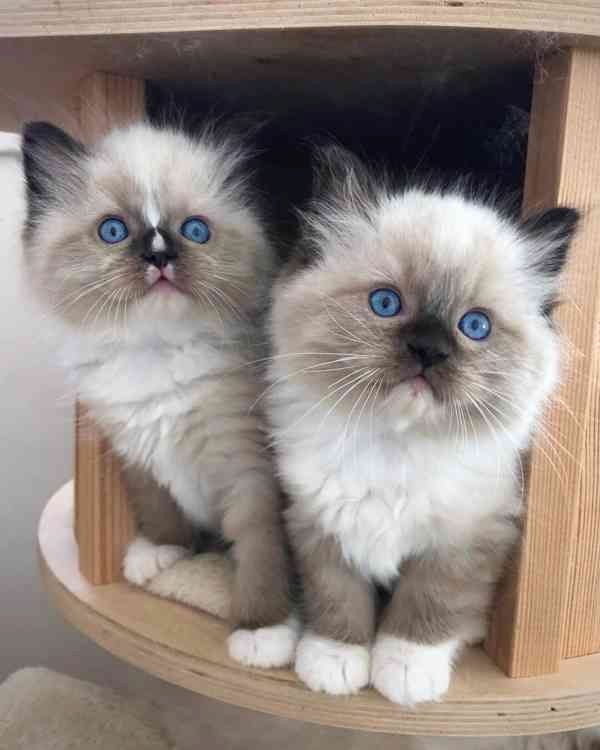 Wunderschöne Ragdoll-Kätzchen.