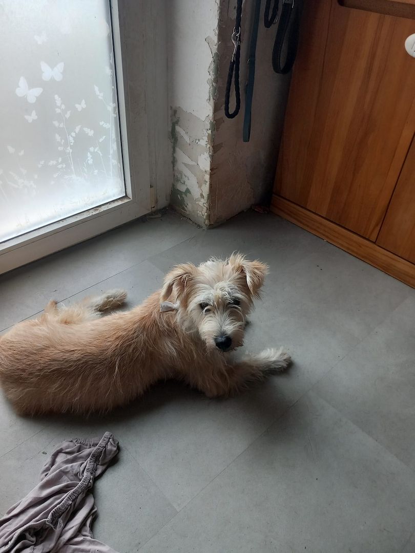 Sanfte Sissy sucht ein liebesvolles Zuhause zum Ankommen