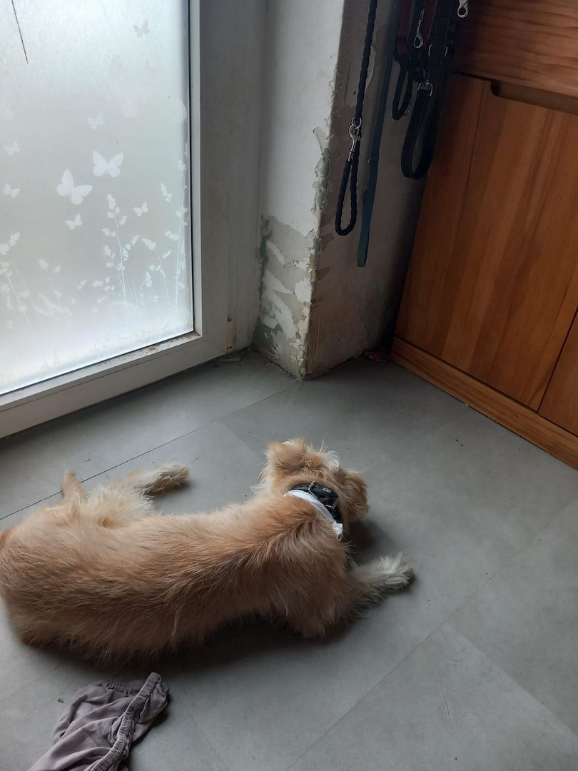 Sanfte Sissy sucht ein liebesvolles Zuhause zum Ankommen