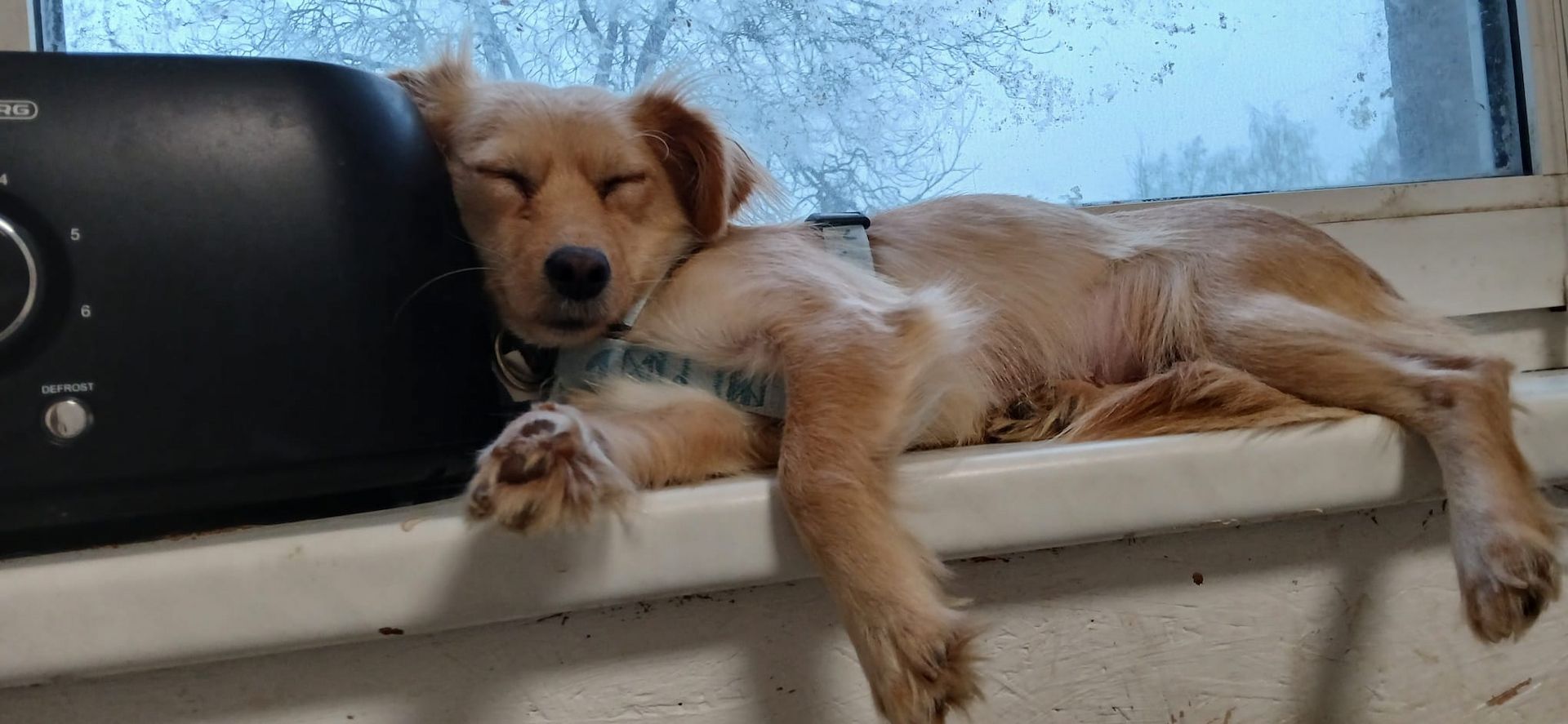 Kleine Hündin Luna möchte dein Herz erobern