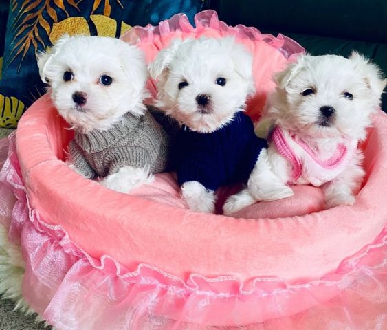 Malteser-Welpen zu verkaufen.