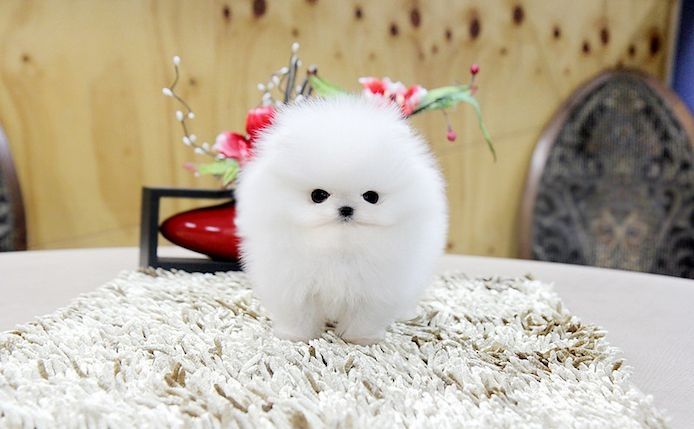 Pomeranian-Welpen zur Vermittlung verfügbar.