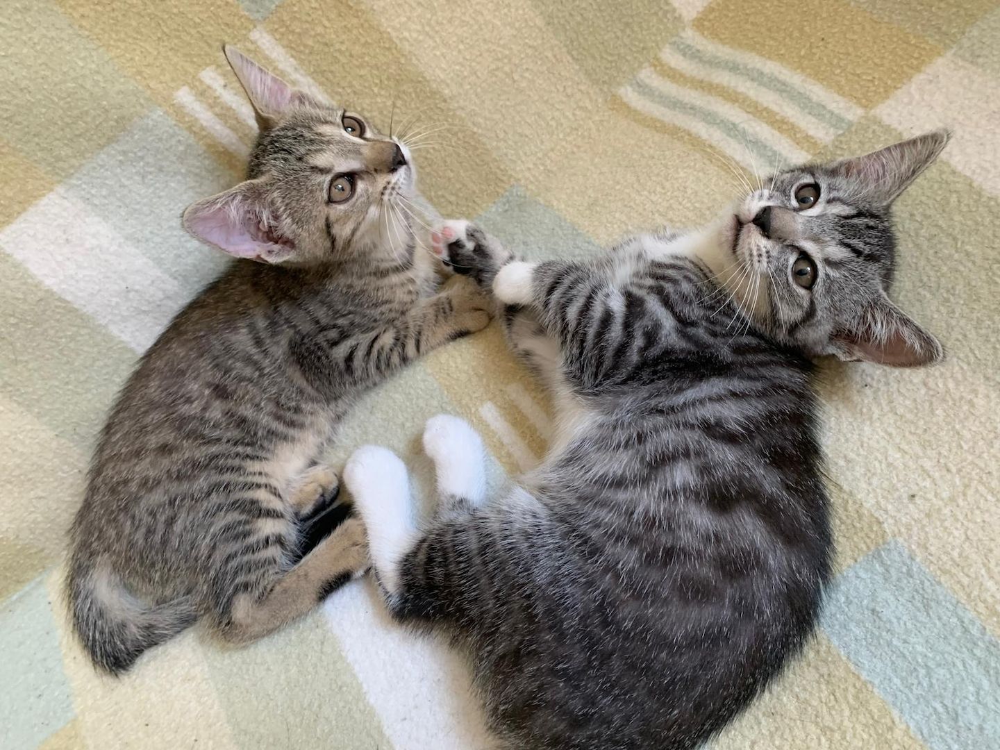 Süße Kitten / Katzenbabys / Kätzchen suchen liebevolles Zuhause