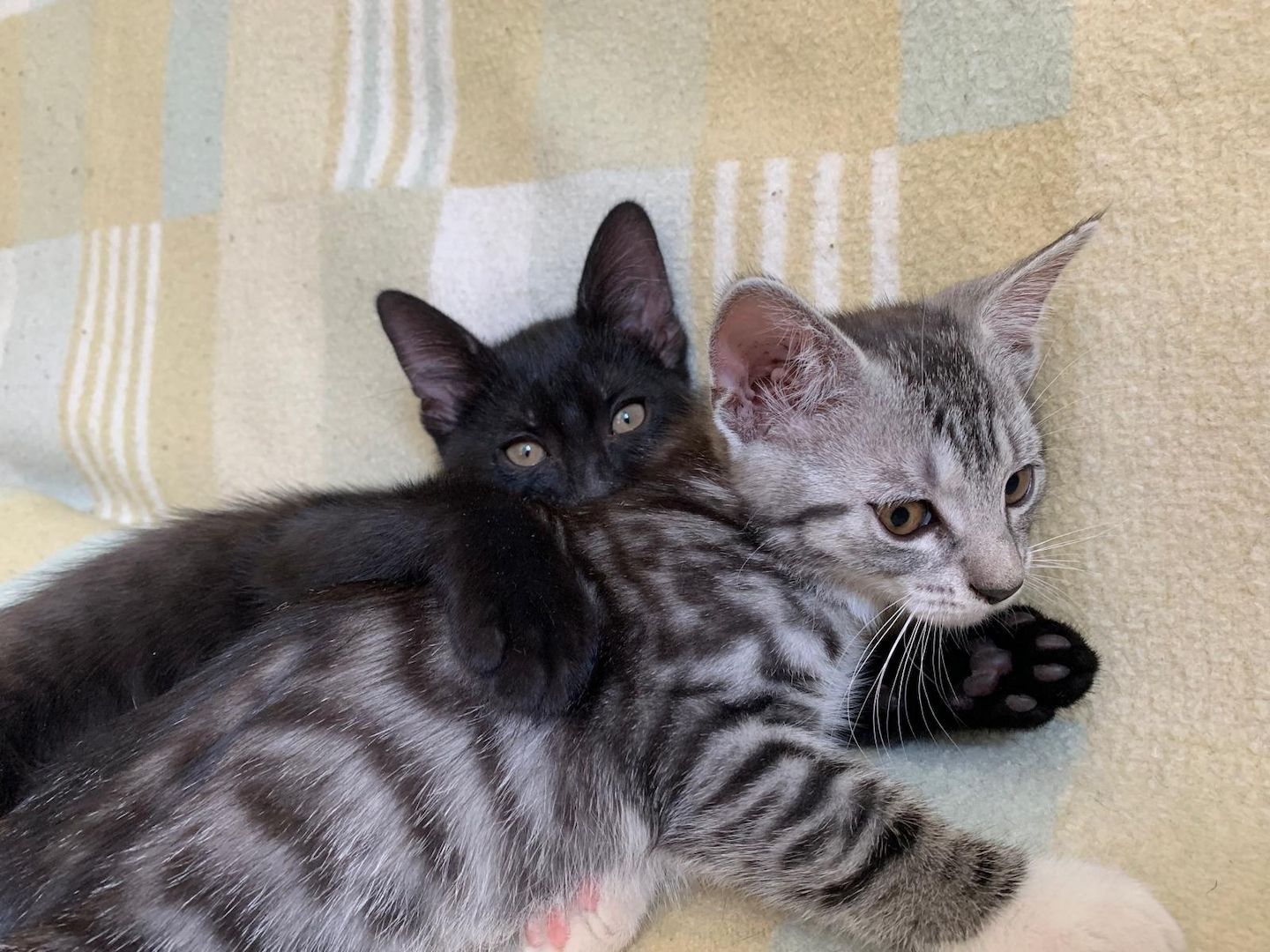 Süße Kitten / Katzenbabys / Kätzchen suchen liebevolles Zuhause