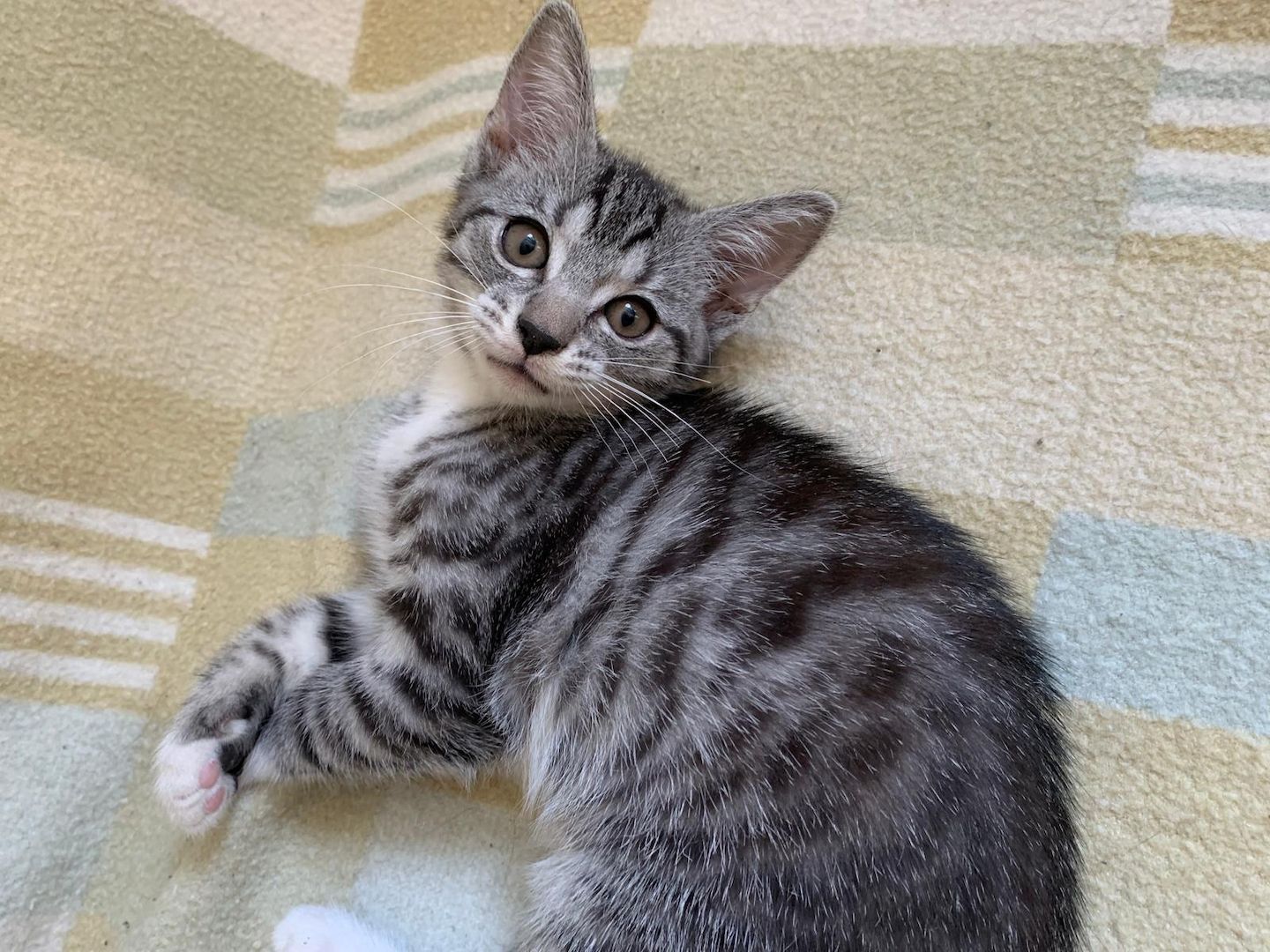 Süße Kitten / Katzenbabys / Kätzchen suchen liebevolles Zuhause