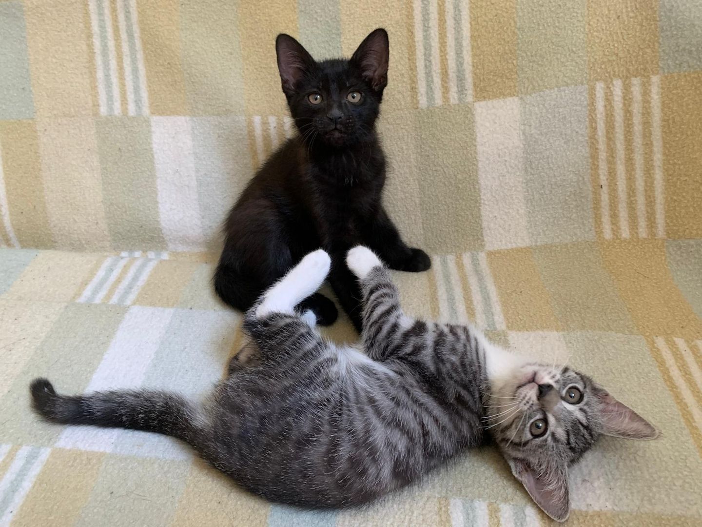 Süße Kitten / Katzenbabys / Kätzchen suchen liebevolles Zuhause