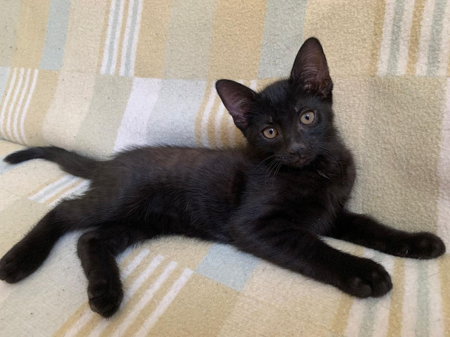 Süße Kitten / Katzenbabys / Kätzchen suchen liebevolles Zuhause