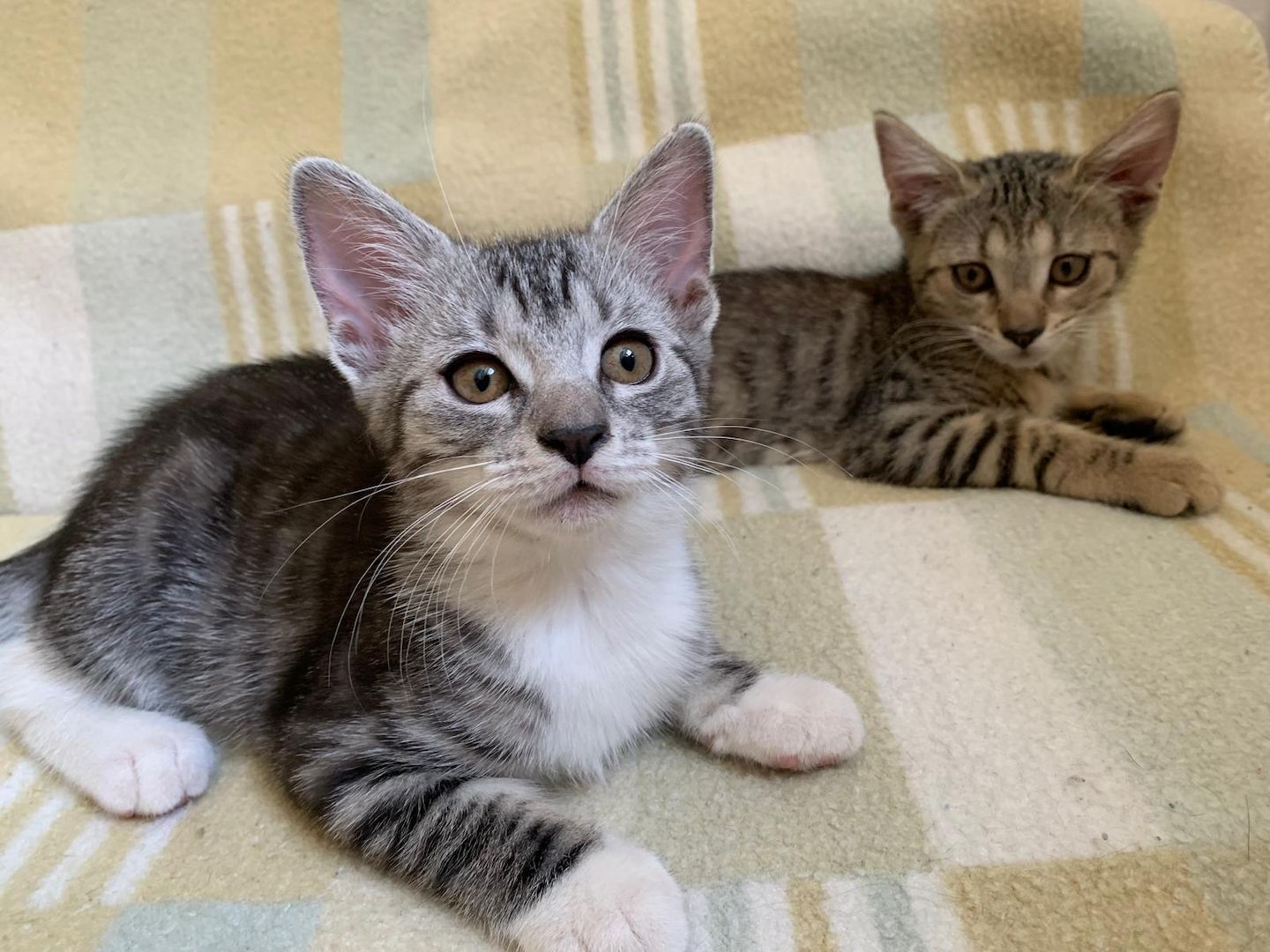 Süße Kitten / Katzenbabys / Kätzchen suchen liebevolles Zuhause
