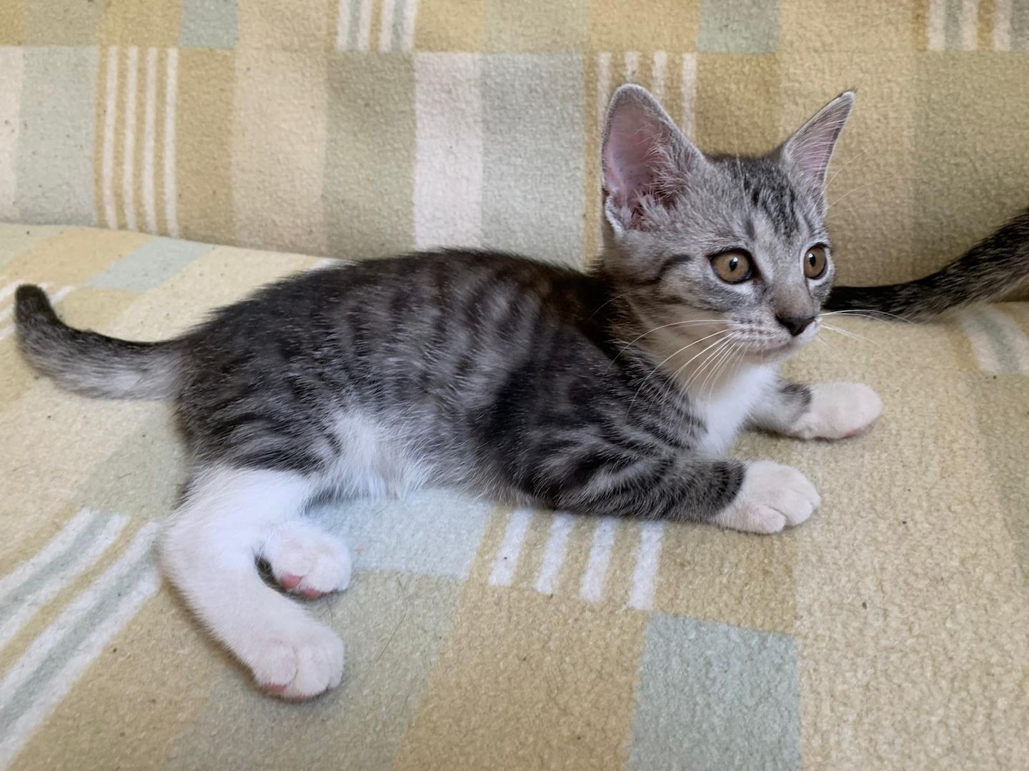 Süße Kitten / Katzenbabys / Kätzchen suchen liebevolles Zuhause