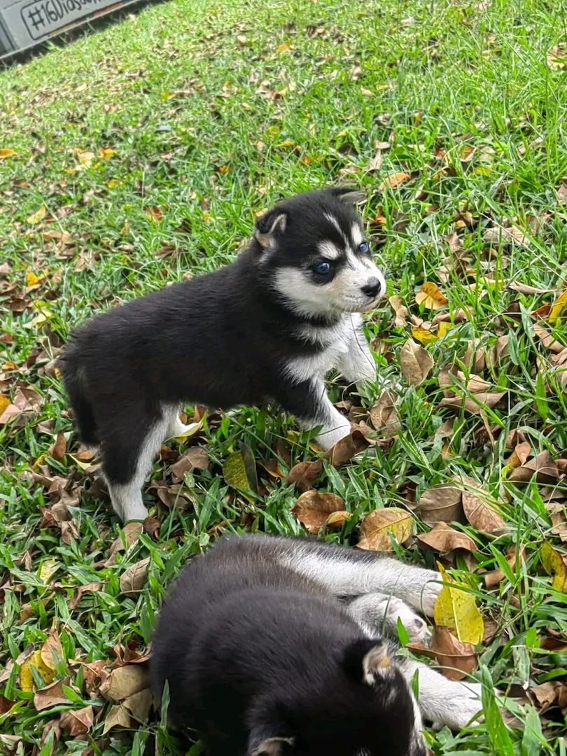 Siberian-Husky-Welpen suchen ein Zuhause.