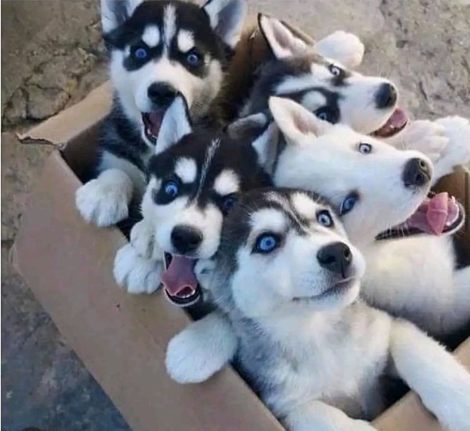 Siberian-Husky-Welpen suchen ein Zuhause.