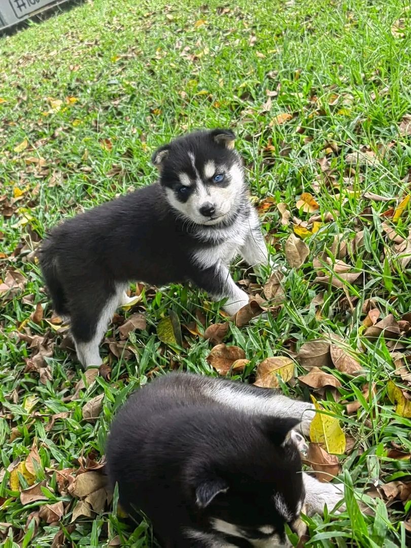Siberian-Husky-Welpen suchen ein Zuhause.