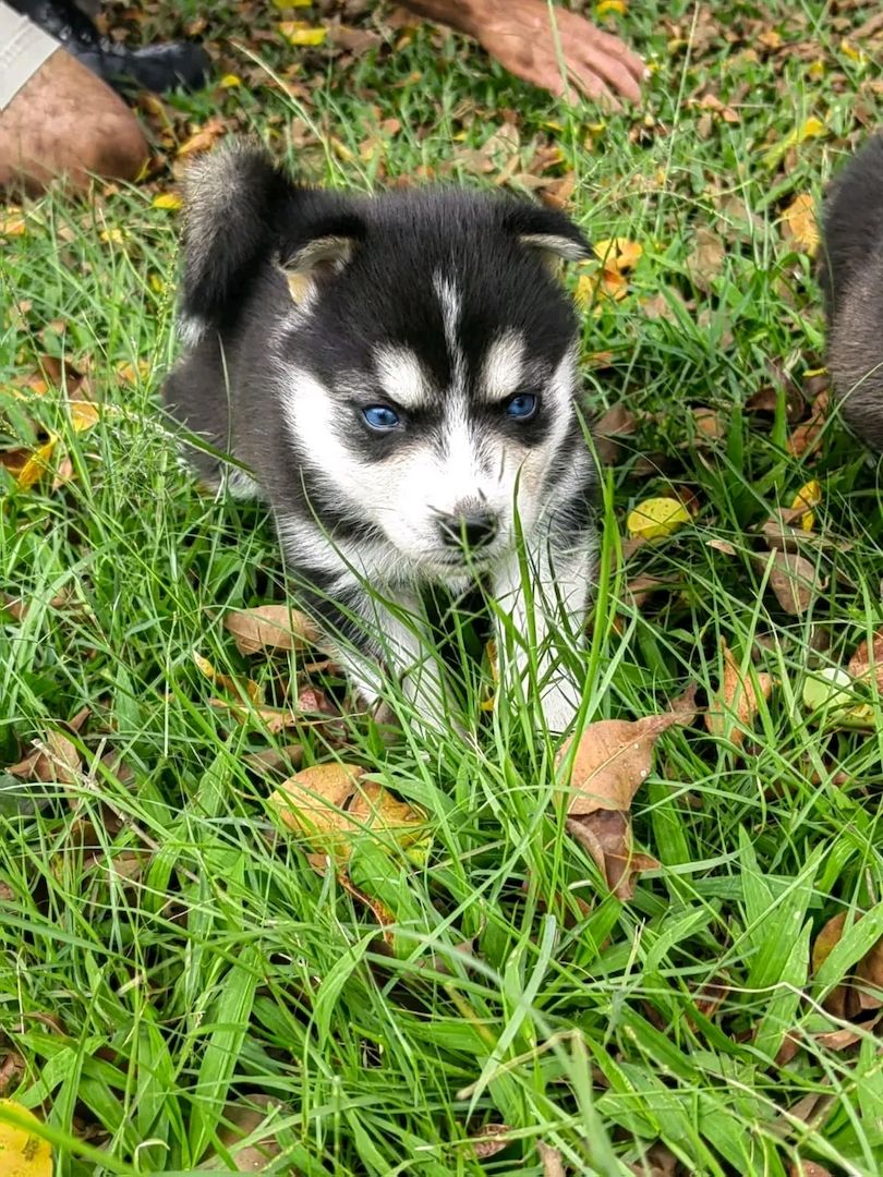 Siberian-Husky-Welpen suchen ein Zuhause.