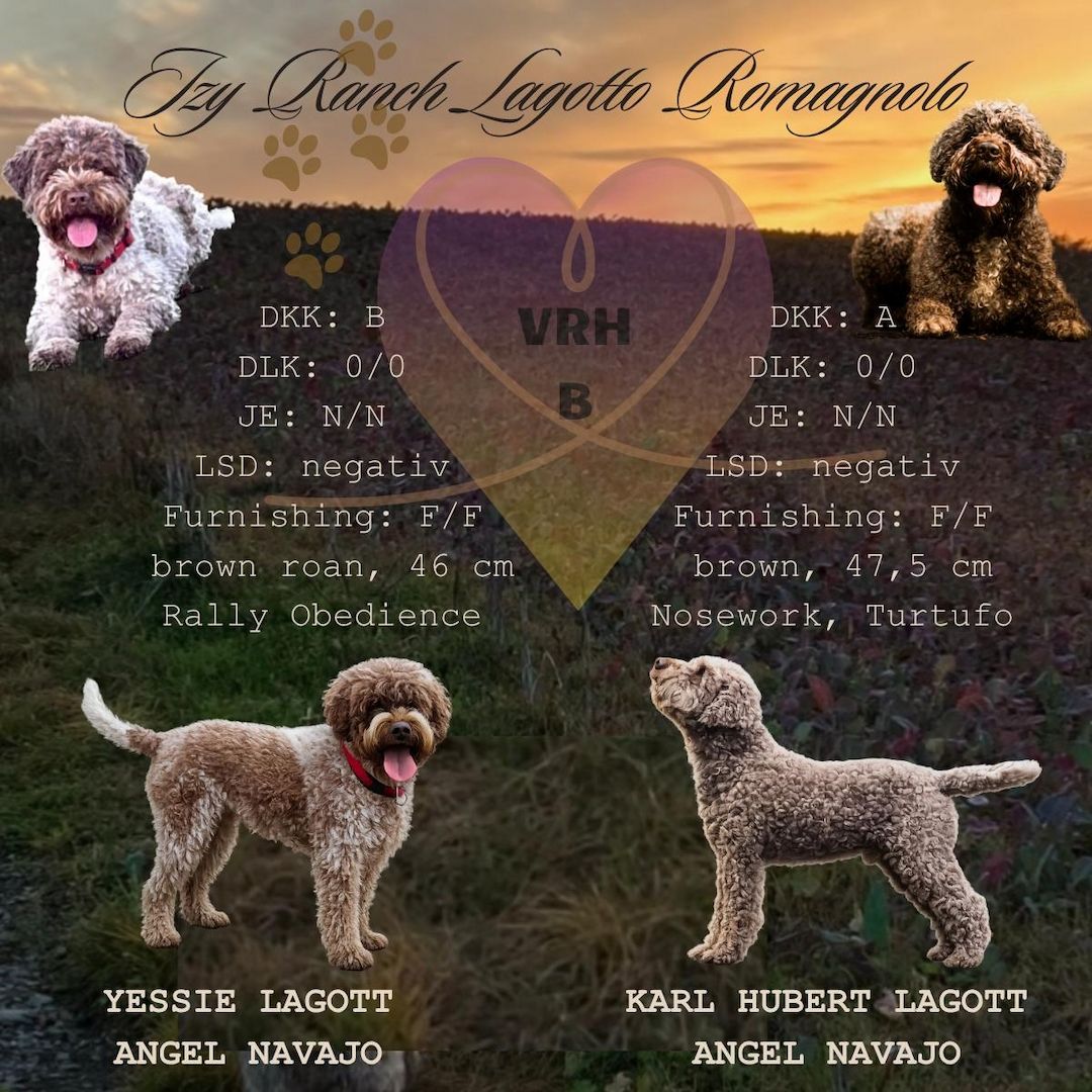 🐾 Lagotto Romagnolo – letzter Rüde mit FCI-Ahnentafel aus hervorragender Arbeitsverpaarung